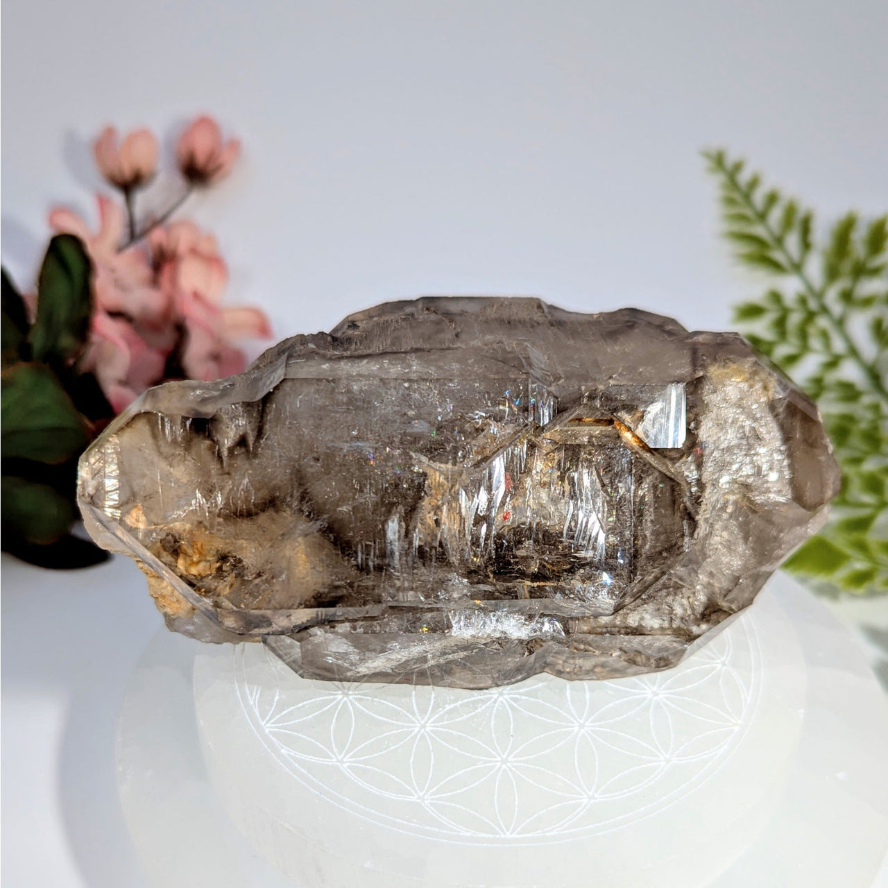 Smoky quartz 4.5’’ elestial enhydro #BC0722 with striations