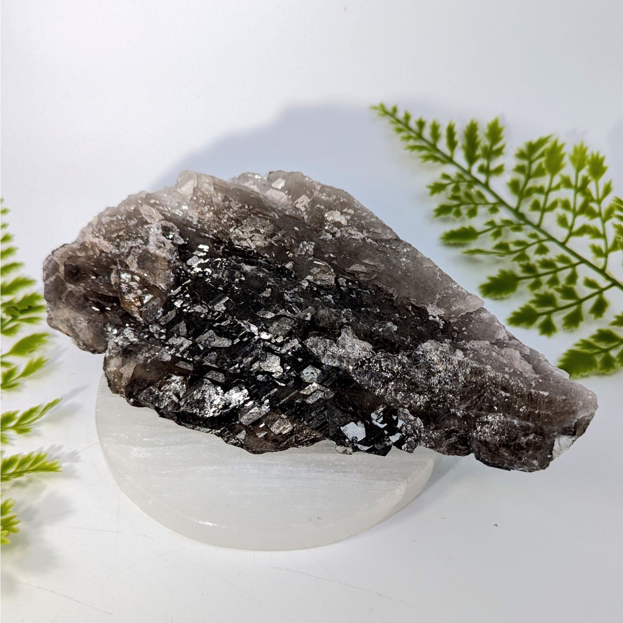 Smoky Quartz 7.2" Elestial Crocodile Point #BC14990