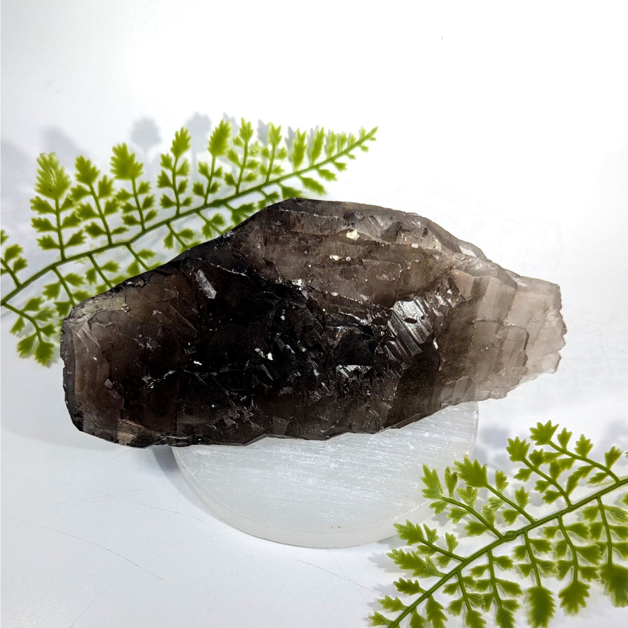 Smoky Quartz 7.2" Elestial Crocodile Point #BC14991
