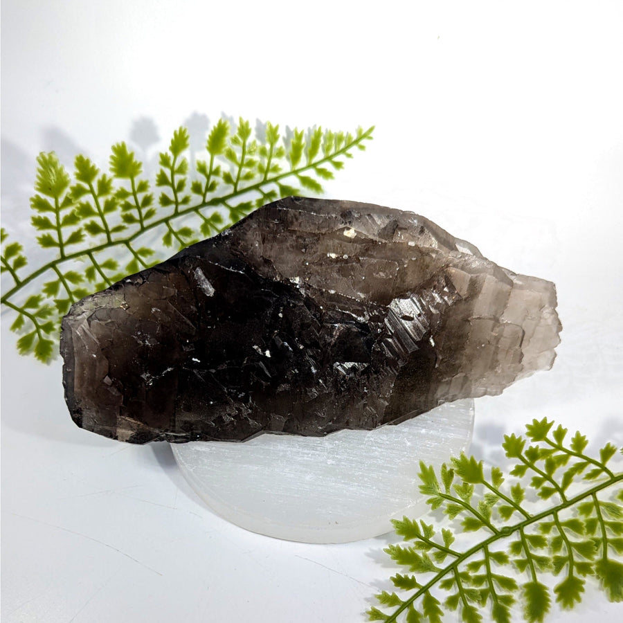 Smoky Quartz 7.2" Elestial Crocodile Point #BC14991