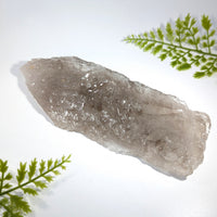 Smoky quartz 7.25 crocodile specimen bc1301 translucent gray quartz crystal with rough natural surface and visible internal structure