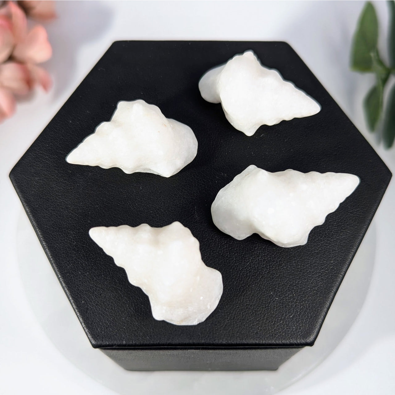 Four smooth white Snow Quartz 1.5’’ conch shell carvings on black hexagonal box