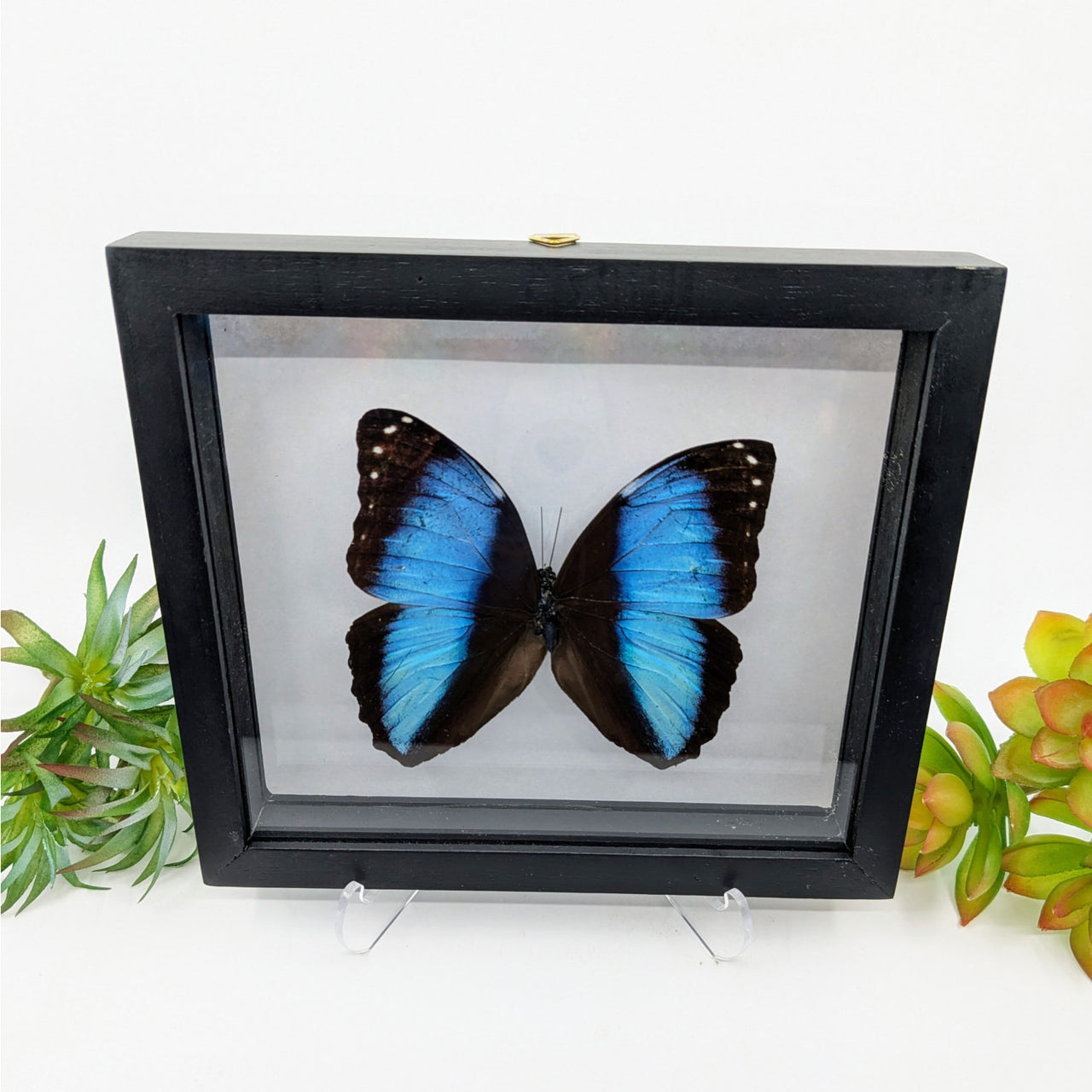 Striped Morpho Butterfly in Black Frame #M1STM - $85