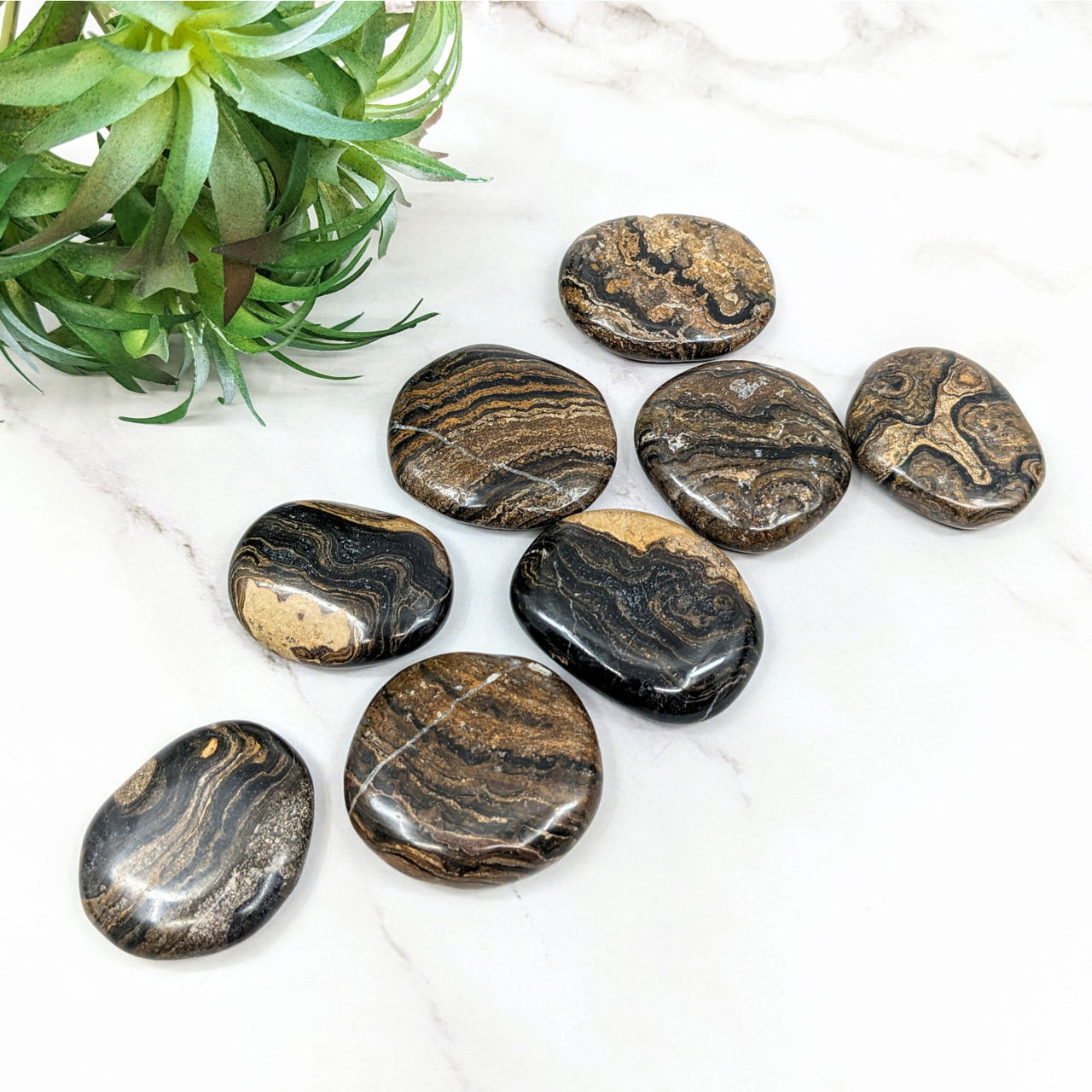 Stromatolite Palm Stone #LV5692 - $9.95