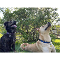 Vegan Leather Cat/Dog Collar Evil Eye w/ Fatima Hand #11003