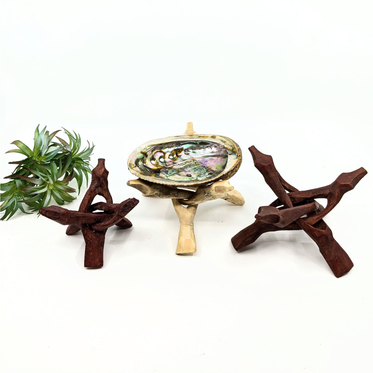 Abalone shell smudge bowl on wood tripod stand holding abalone shell with air plants