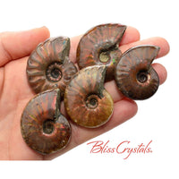 Thumbnail for 1 MedLrg Red Fire AMMONITE Opalized Fossil Whole Shell 