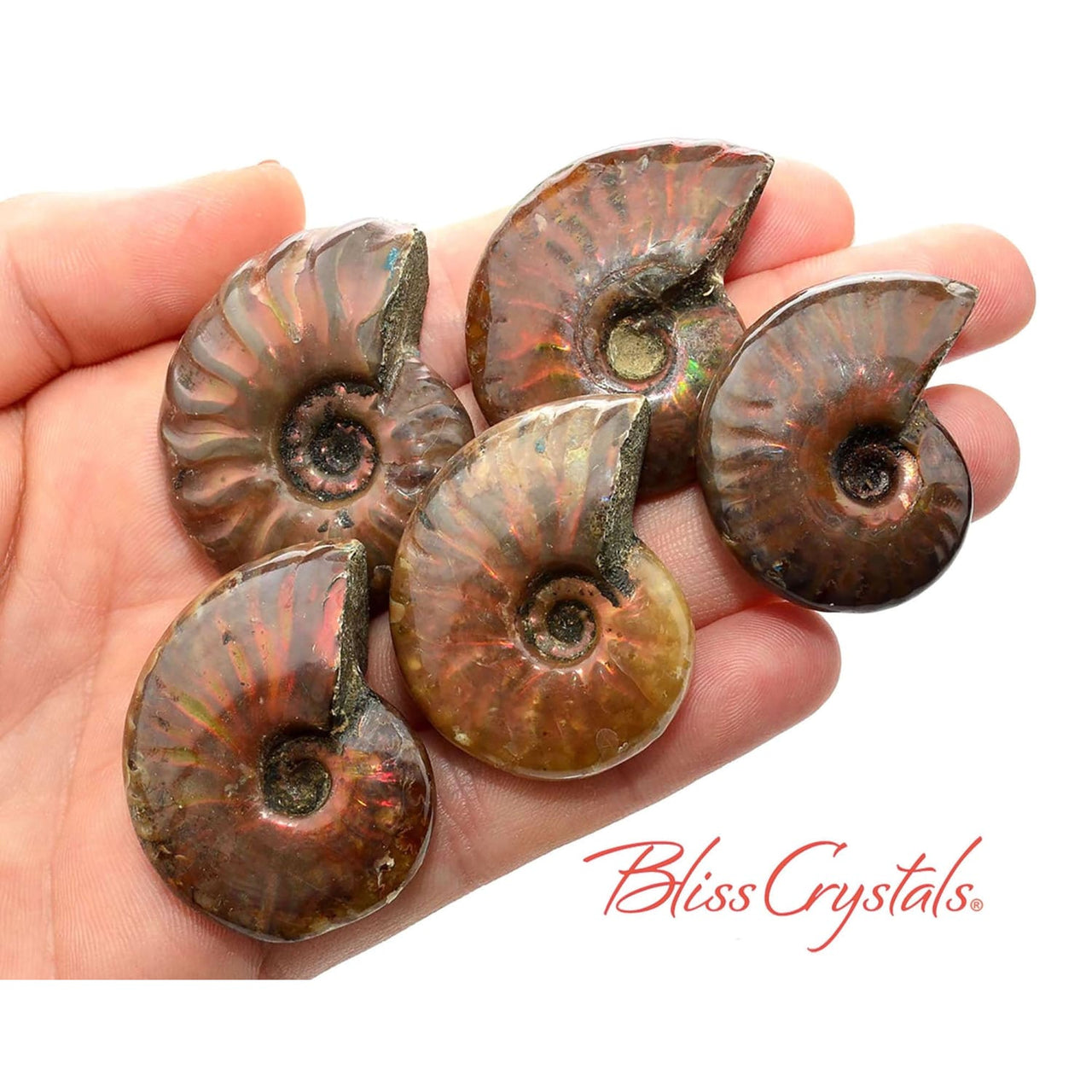 1 Red Fire AMMONITE Opalized Fossil Whole Shell Nautilus 
