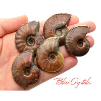 Thumbnail for 1 Red Fire AMMONITE Opalized Fossil Whole Shell Nautilus 