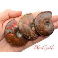 Thumbnail for 1 XL Red Fire AMMONITE Opalized Fossil Whole Shell Nautilus 