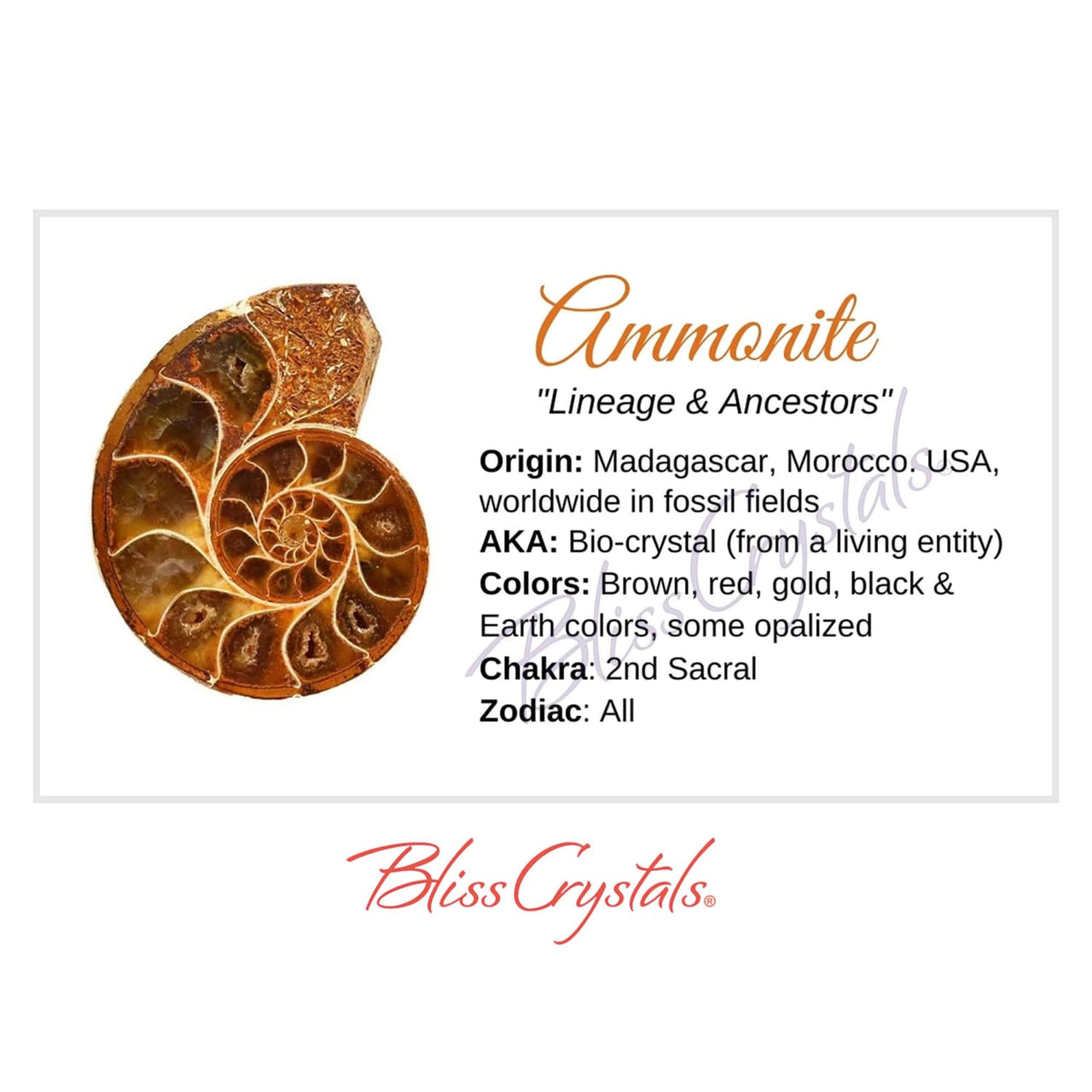 AMMONITE Crystal Information Card Double sided #HC48