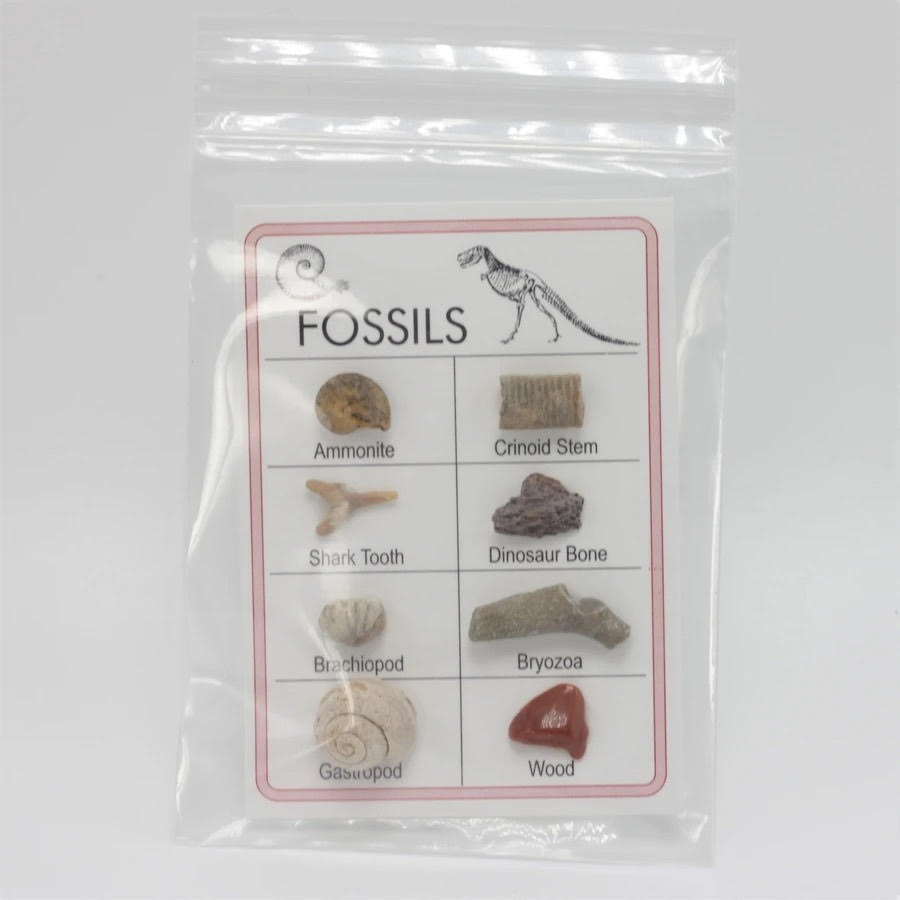 Fossil Card Pack #XBH005D
