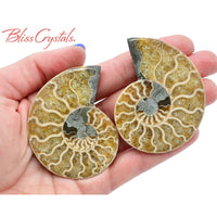 Thumbnail for Pair of AMMONITE FOSSIL Matching Set Thin 61 - 68 mm Healing