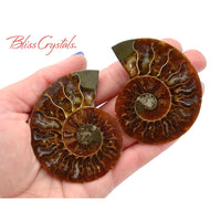Thumbnail for Pair of AMMONITE FOSSIL Matching Set Thin 61 - 68 mm Healing