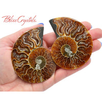 Thumbnail for Pair of AMMONITE FOSSIL Matching Set Thin 69 - 76 mm Healing