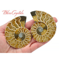 Thumbnail for Pair of AMMONITE FOSSIL Matching Set Thin 69 - 76 mm Healing