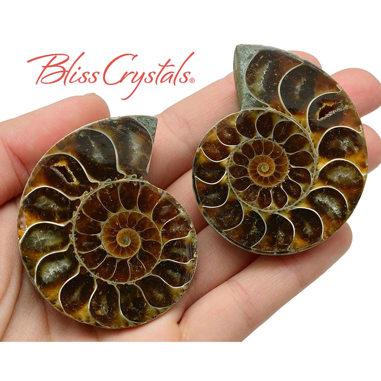 Pair of Extra Large AMMONITE FOSSIL Matching Set 45 - 60mm 
