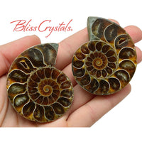Thumbnail for Pair of Extra Large AMMONITE FOSSIL Matching Set 45 - 60mm 