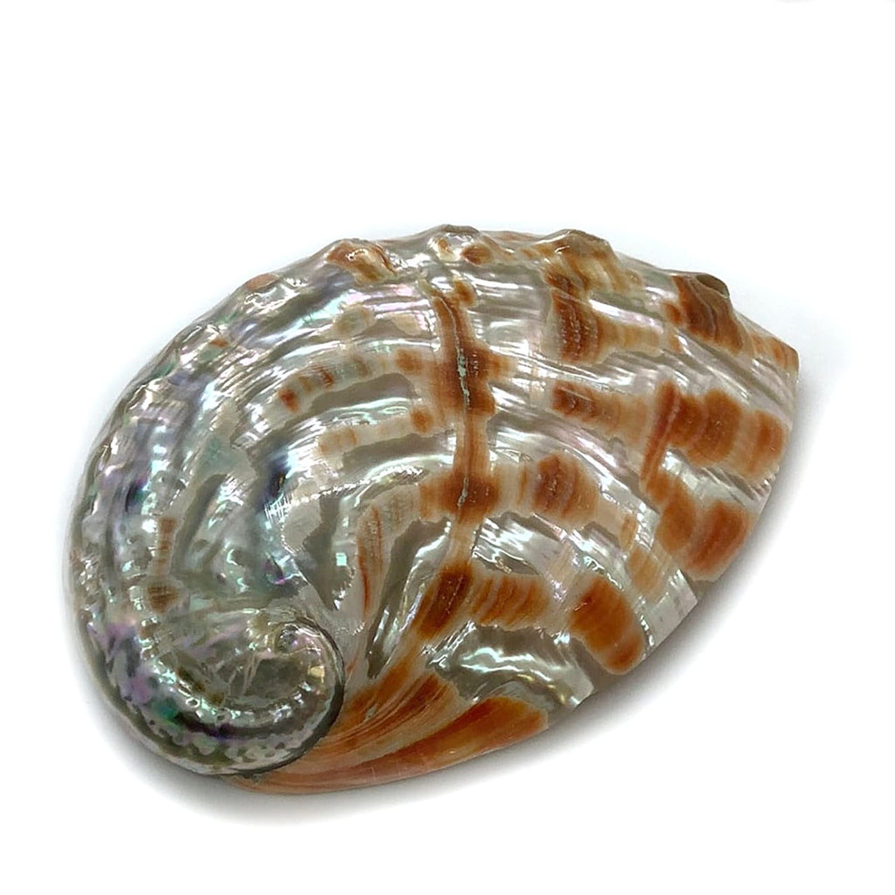 Red Abalone Shell Full Polished 6 for Smudging or Decor 