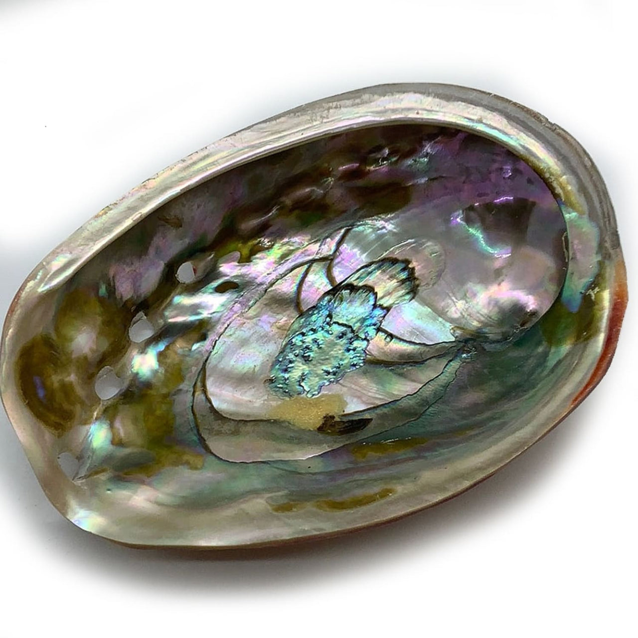 Red Abalone Shell Full Polished 6 for Smudging or Decor 