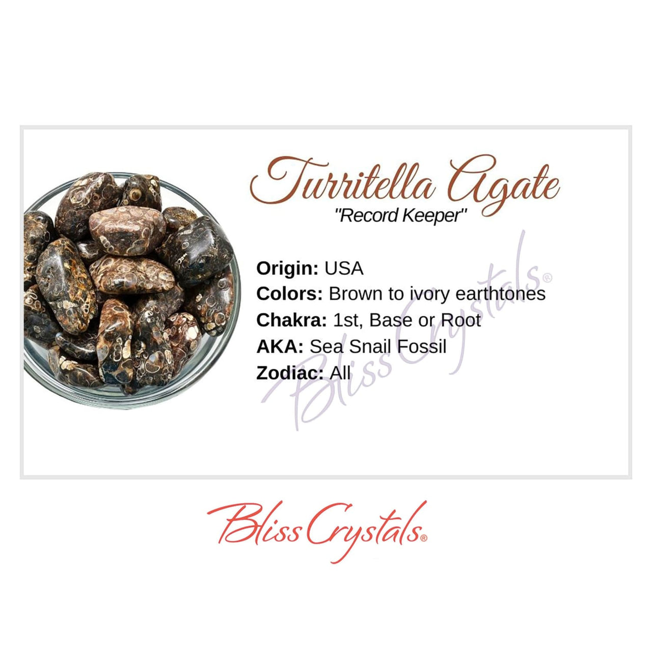 TURITELLA AGATE Crystal Information Card Double sided #HC106